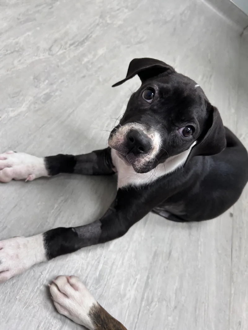 A baby small-sized female American Bulldog dog named Bianca for adoption in Winder, GA