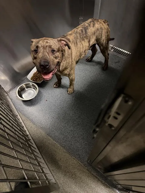 An adult large-sized male Mixed Breed dog named Super for adoption in Dallas, TX