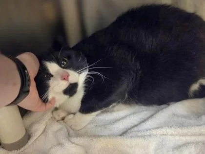 An adult extra large-sized male Domestic Short Hair cat named Satyr for adoption in Westland, MI