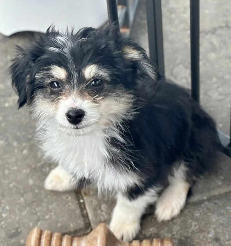 A baby small-sized female Tricolor (Brown, Black, & White) Poodle dog named Peanut for adoption in Wolcott, CT