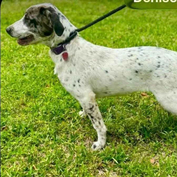 A young large-sized female White / Cream Catahoula Leopard Dog dog named Ct Athena for adoption in Stormville, NY