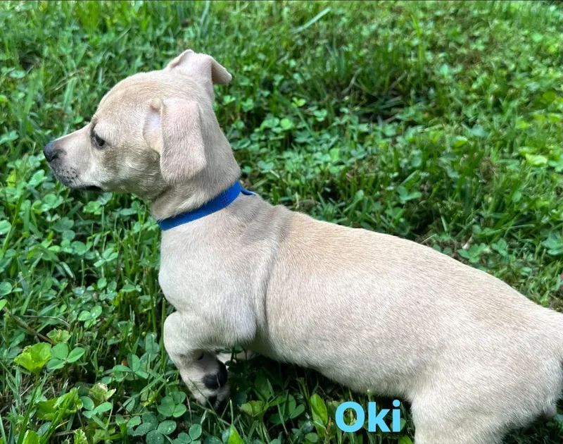A baby small-sized male Apricot / Beige Chihuahua dog named Oki for adoption in Byrdstown, TN