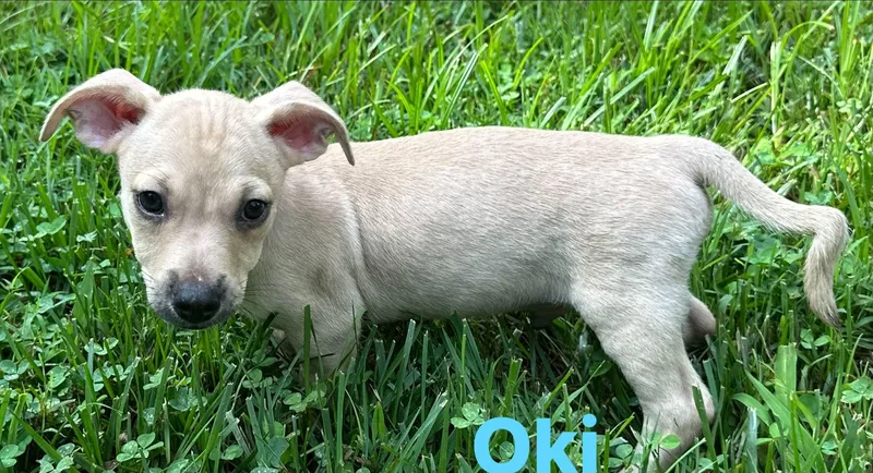 Oki thumbnail 2