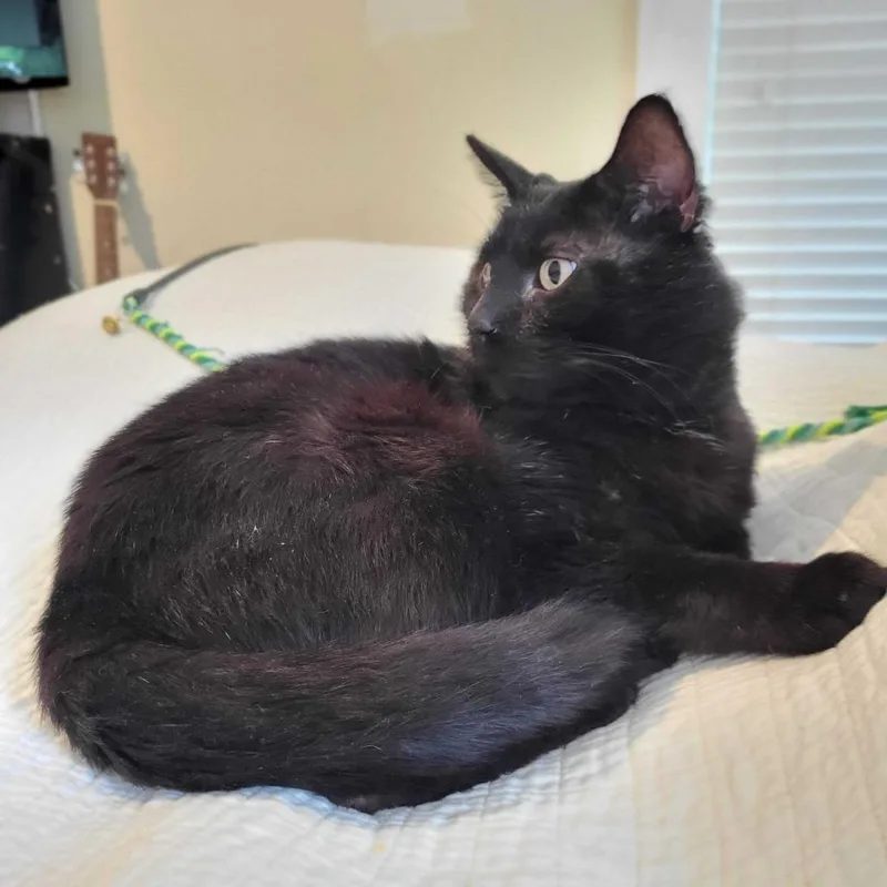 An adult small-sized male Domestic Short Hair cat named Winston for adoption in Fayetteville, AR