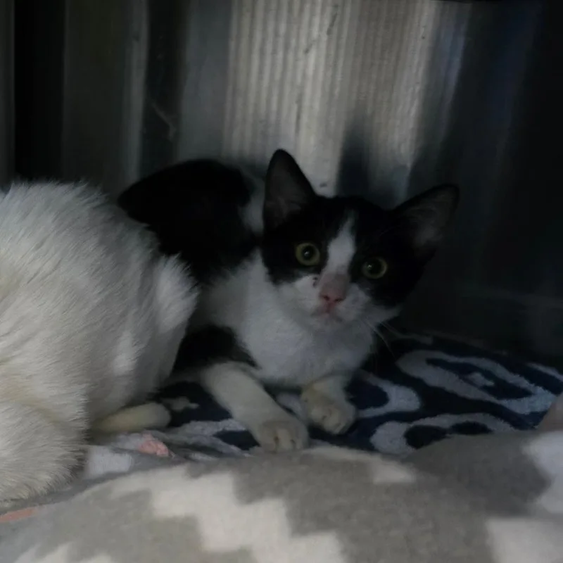 A baby small-sized male Black Domestic Short Hair cat named Cody for adoption in Naples, FL