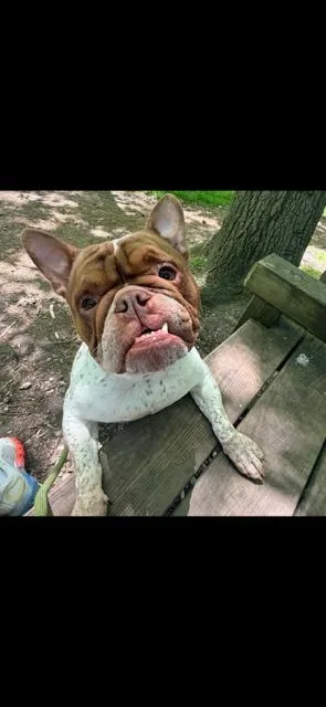 An adult medium-sized female French Bulldog dog named Florence for adoption in Union Beach, NJ