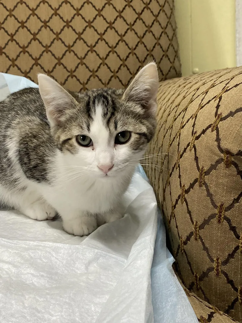 A baby medium-sized male Gray & White Domestic Short Hair cat named Tink  Tyson & for adoption in New Richmond, WI