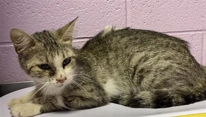 An adult small-sized female Gray / Blue / Silver Domestic Short Hair cat named 61294850 for adoption in El Paso, TX