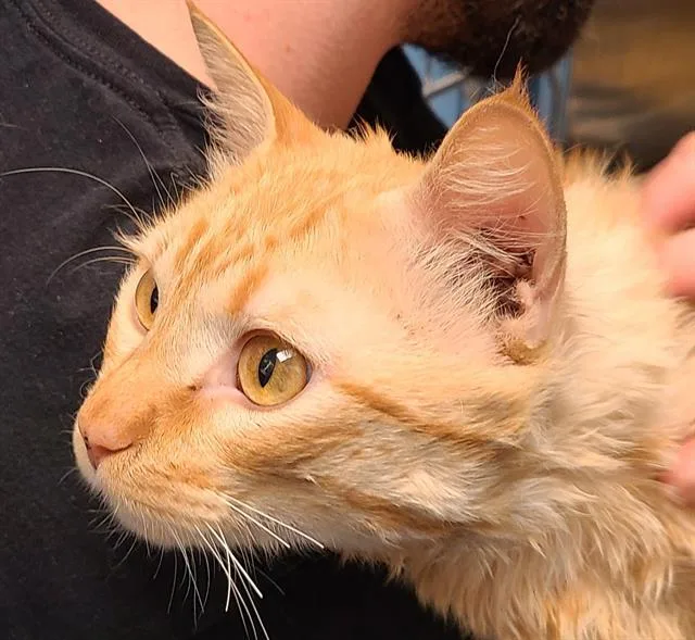 A young medium-sized male Domestic Medium Hair cat named Chester for adoption in Tucson, AZ