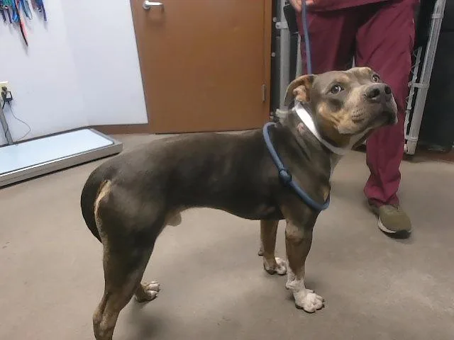 A young large-sized male Pit Bull Terrier dog named Seven for adoption in Phoenix, AZ