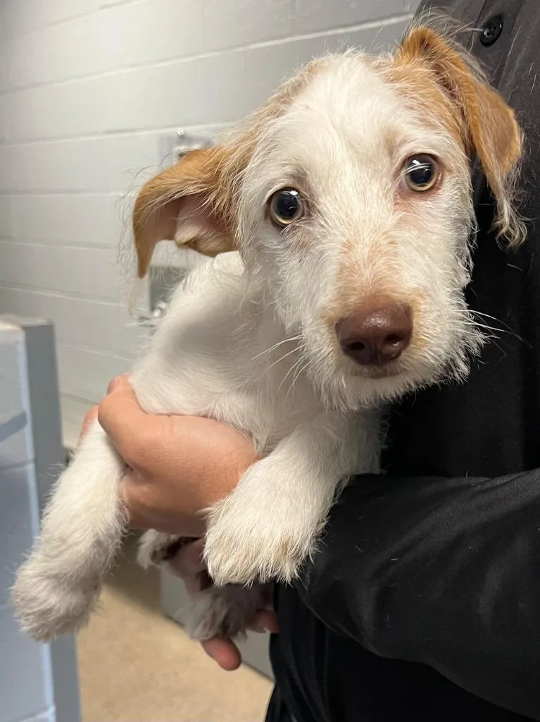 A baby medium-sized male Terrier dog named Fig for adoption in Troy, OH