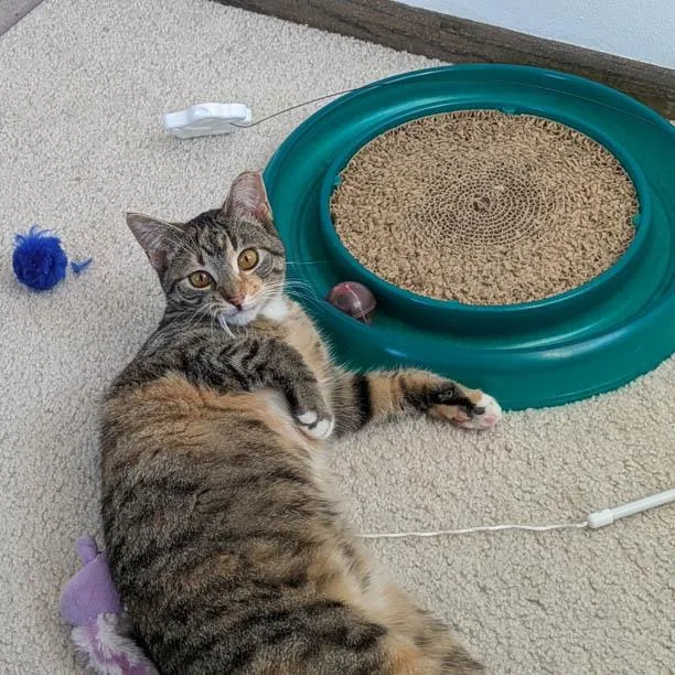 A baby small-sized female Torbie Domestic Short Hair cat named Lizzie Lizard for adoption in Stoughton, WI