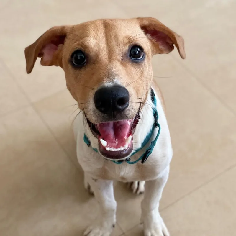 A young medium-sized male Brown / Chocolate Mixed Breed dog named Rocky for adoption in Loiza, PR