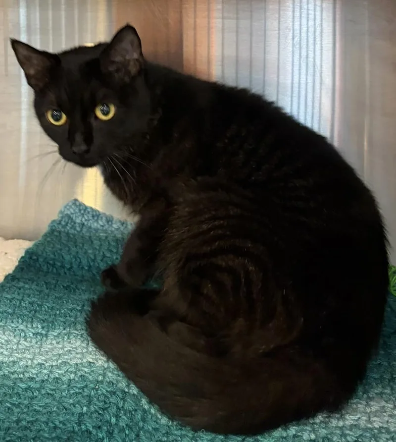 An adult medium-sized female Black & White / Tuxedo Domestic Short Hair cat named Lightning for adoption in Southbury, CT