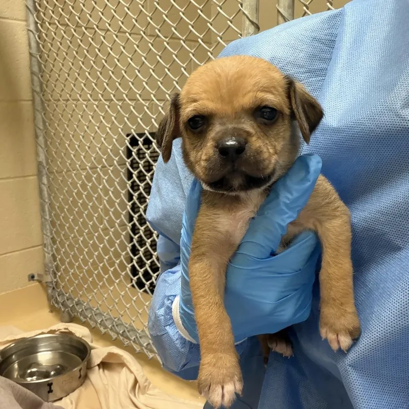 A baby small-sized female Yellow / Tan / Blond / Fawn Mixed Breed dog named Chai for adoption in Winston Salem, NC
