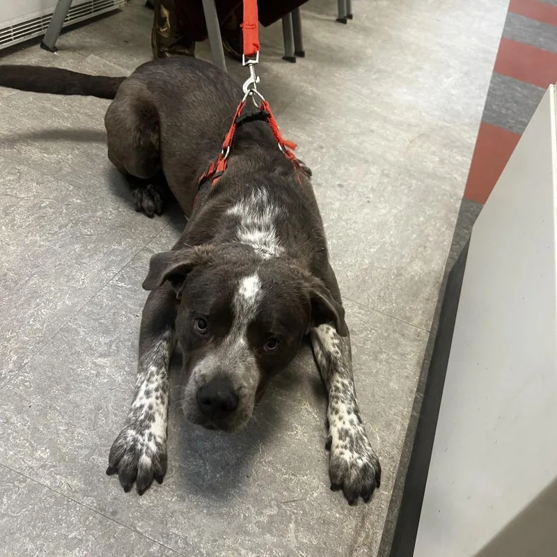 A young medium-sized male Black Mixed Breed dog named Chunk for adoption in Philadelphia, PA