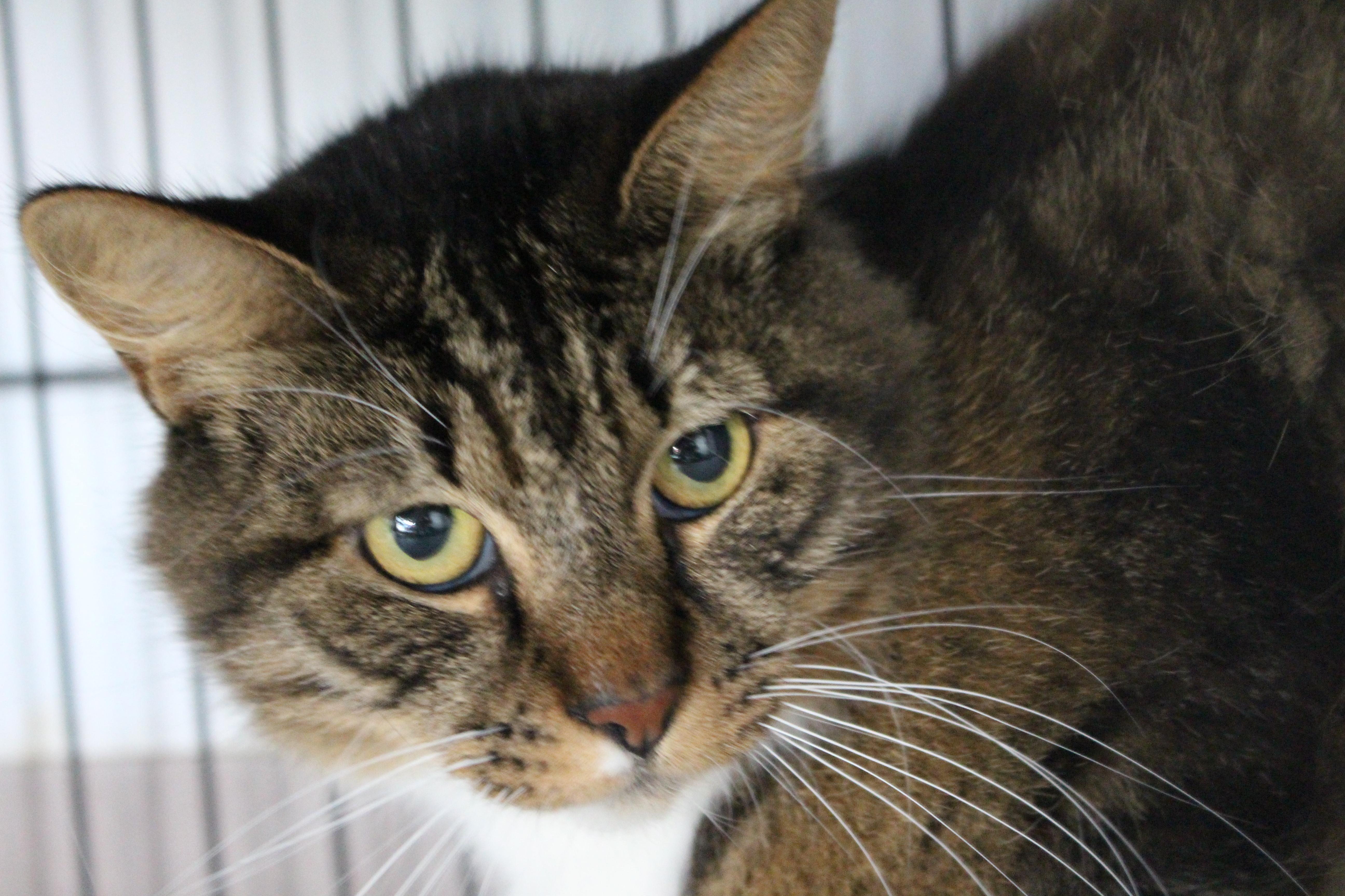 An adult large-sized female Tabby (Brown / Chocolate) Domestic Medium Hair cat named 0610-2614 for adoption in Turlock, CA