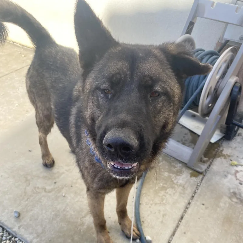 An adult large-sized female Brown / Chocolate Akita dog named Wendy Koopa for adoption in Westminster, CA