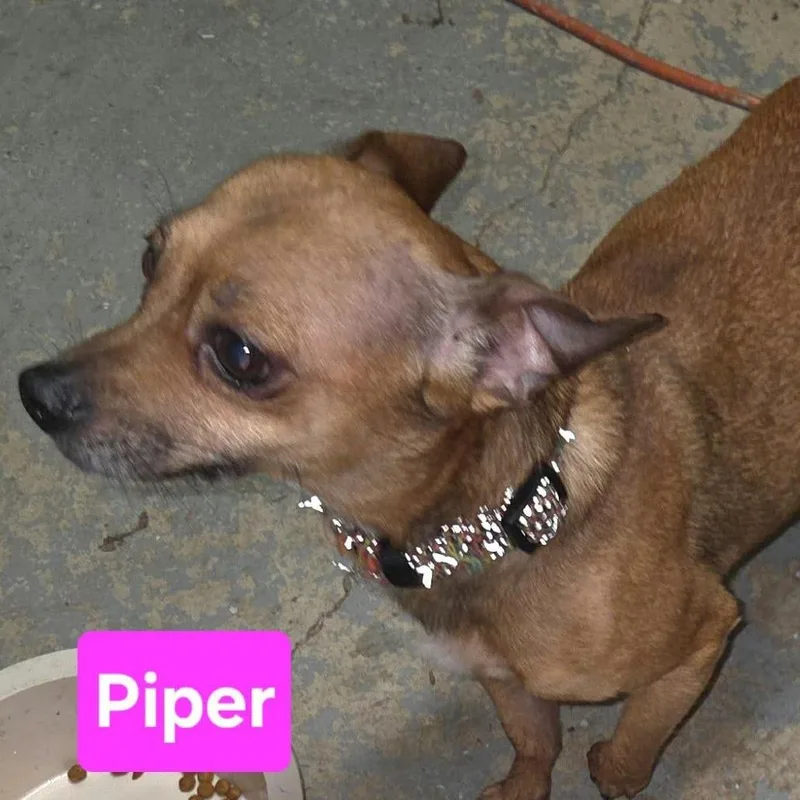 An adult small-sized female Chihuahua dog named Piper for adoption in Overland Park, KS