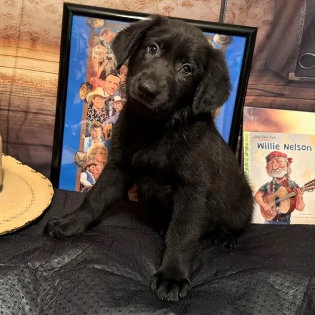 A baby medium-sized male Apricot / Beige Labrador Retriever dog named Willie for adoption in Normal, IL