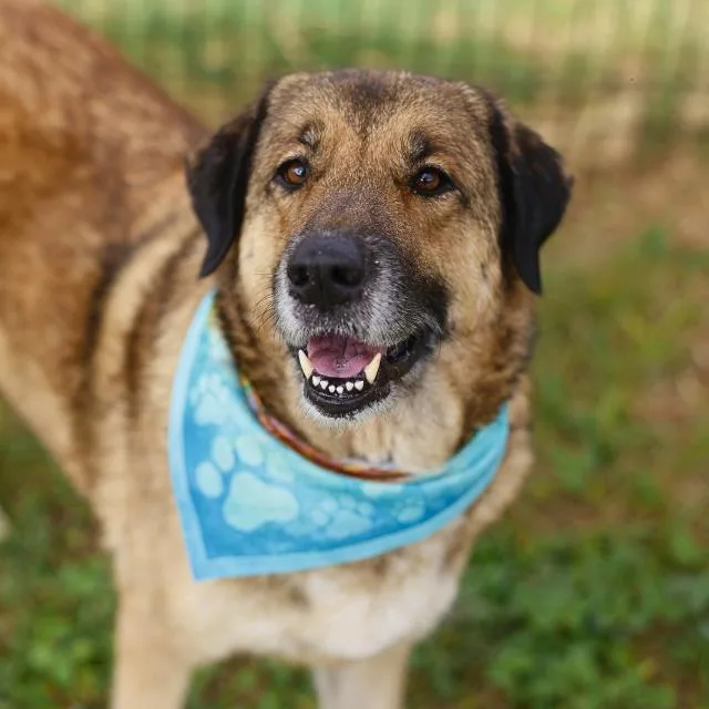 An adult large-sized female German Shepherd Dog dog named Roxy for adoption in San Antonio, TX