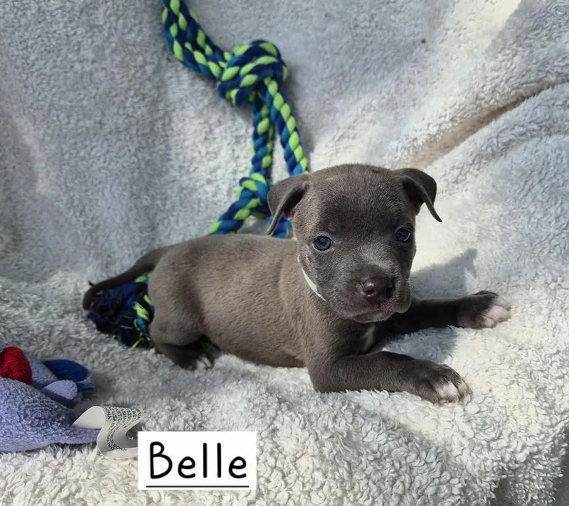 A baby large-sized female Gray / Blue / Silver Mixed Breed dog named Belle for adoption in Lansing, MI