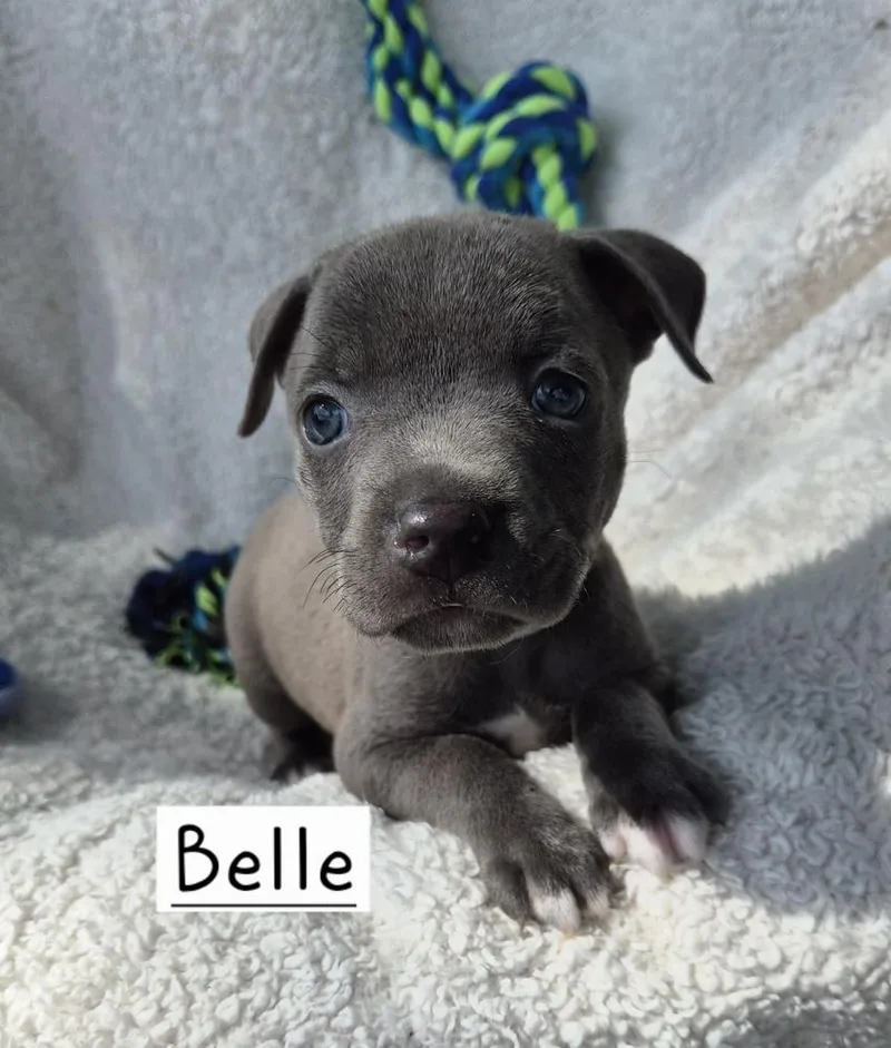 Belle thumbnail 2