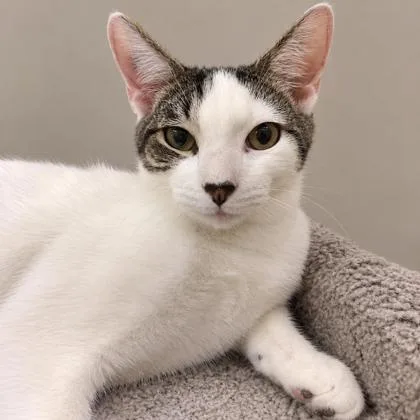 An adult medium-sized male Domestic Short Hair cat named Tabasco Kershaw needs for adoption in Hudson, MA
