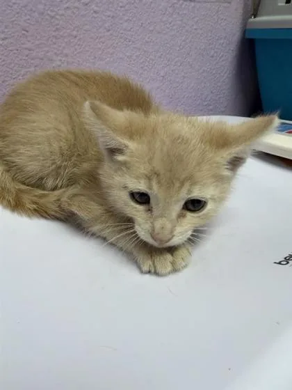 A baby small-sized male Orange / Red Domestic Short Hair cat named 61749265 for adoption in El Paso, TX