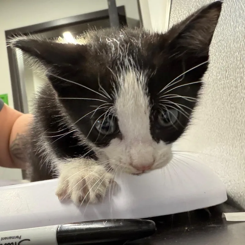A baby small-sized male Domestic Short Hair cat named Luke for adoption in Tampa, FL
