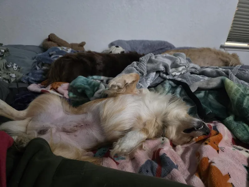 A young small-sized male Chihuahua dog named Winston for adoption in Santa Rosa, CA