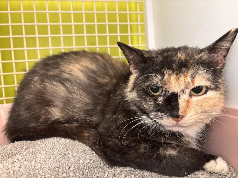 An adult medium-sized female Domestic Short Hair cat named Ducati for adoption in Milton, DE