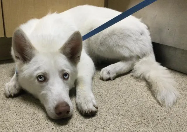 A young small-sized male Siberian Husky dog named Sky for adoption in Riverside, CA
