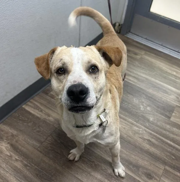 An adult medium-sized male Shepherd dog named Barry Manilow for adoption in San Diego, CA