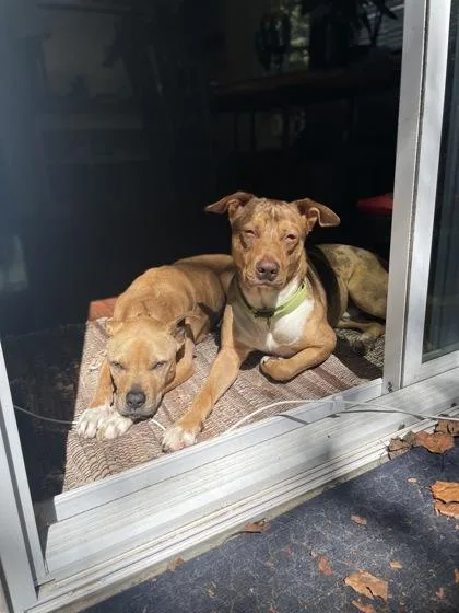 A senior medium-sized female Pit Bull Terrier dog named Farina for adoption in Atlanta, GA