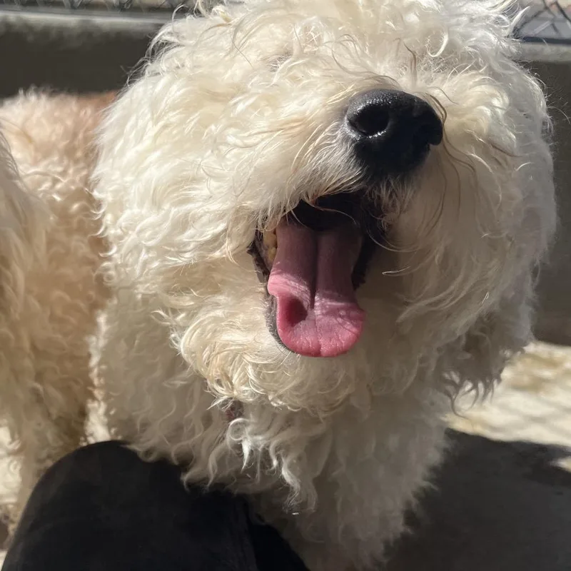 An adult small-sized male White / Cream Bichon Frise dog named Reggie for adoption in Ashland, OR