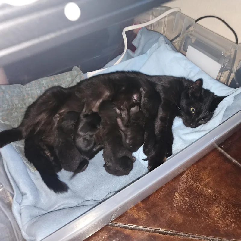 A baby small-sized female Black Domestic Short Hair cat named Lightsaber for adoption in Austin, TX