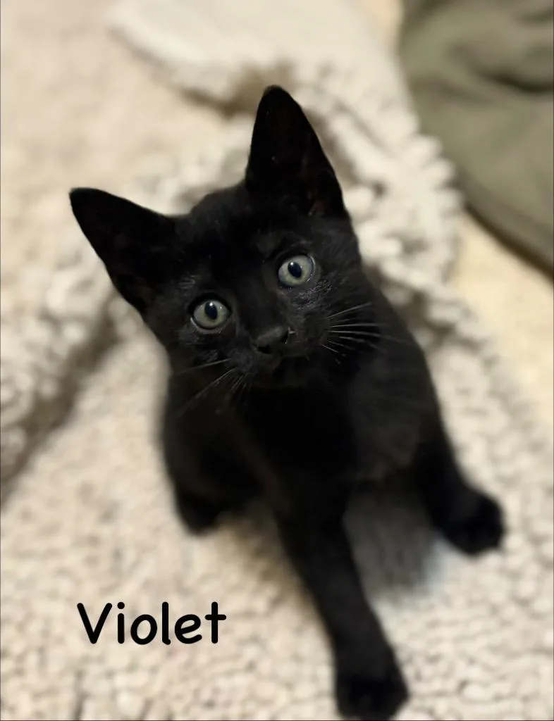 A baby small-sized female Domestic Short Hair cat named Violet for adoption in New Orleans, LA