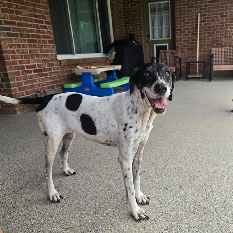 An adult medium-sized female White / Cream English Pointer dog named Gracie G for adoption in Huntsville, AL