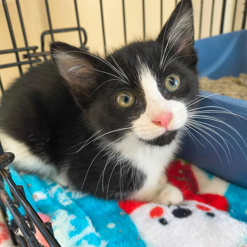 A baby small-sized female Domestic Short Hair cat named Stinger for adoption in Deerfield, IL