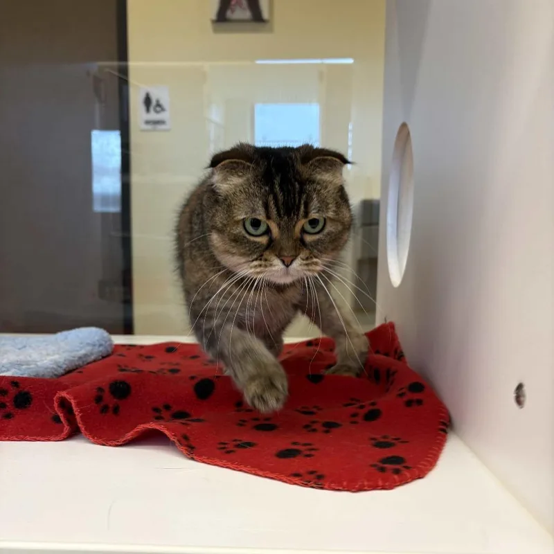An adult medium-sized female Brown / Chocolate Scottish Fold cat named Dolce for adoption in Beaumont, TX
