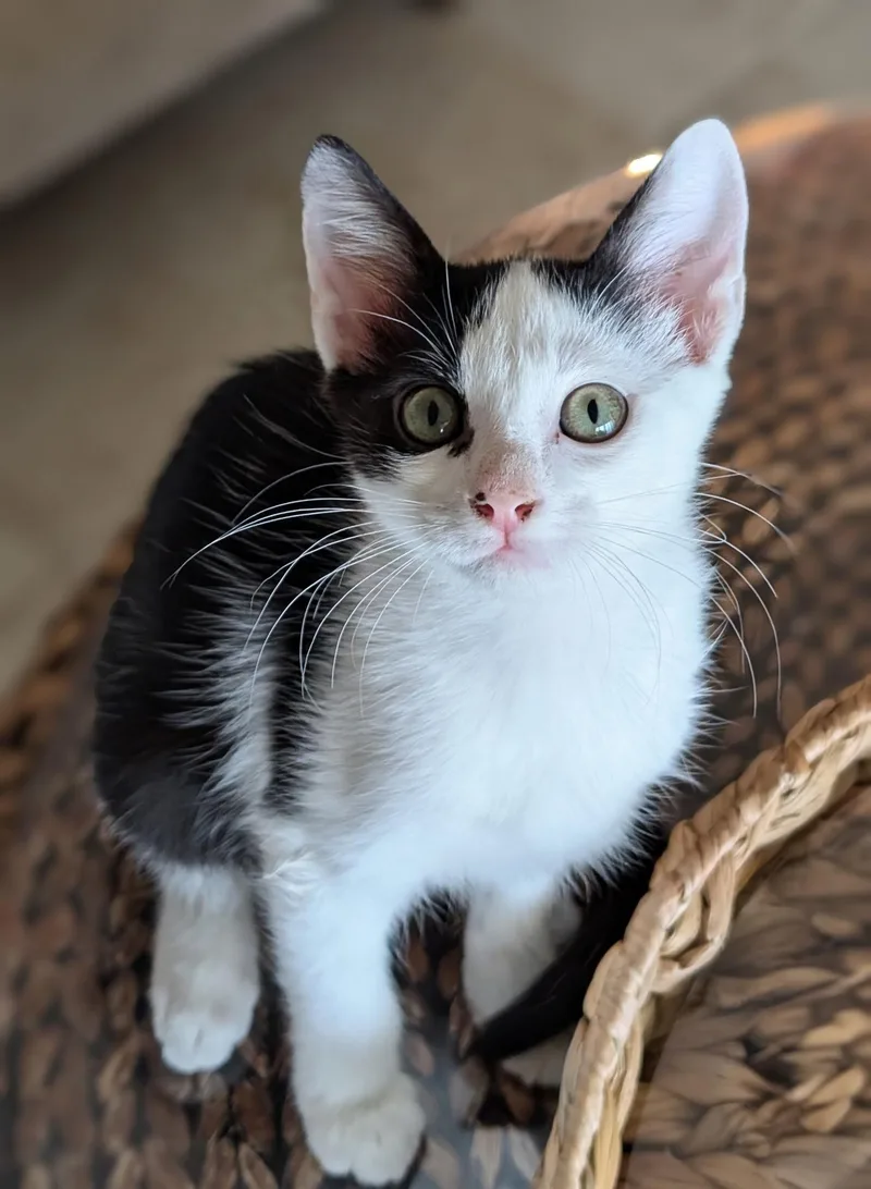 A baby small-sized male Black & White / Tuxedo Domestic Short Hair cat named Chase for adoption in Melbourne, FL