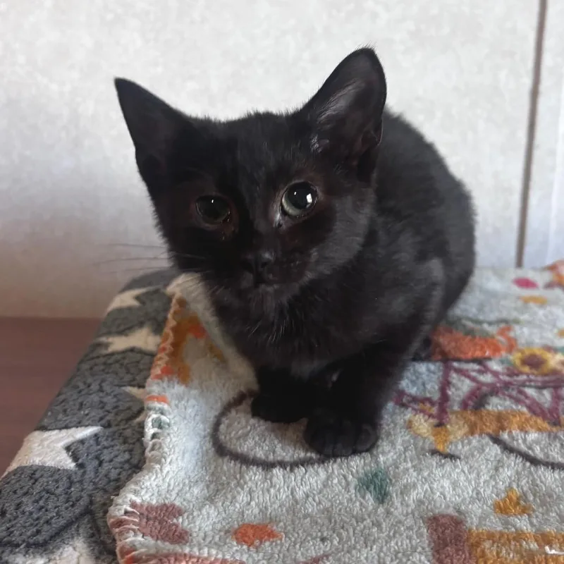 A baby small-sized female Black Domestic Short Hair cat named Wilma for adoption in Belleville, IL