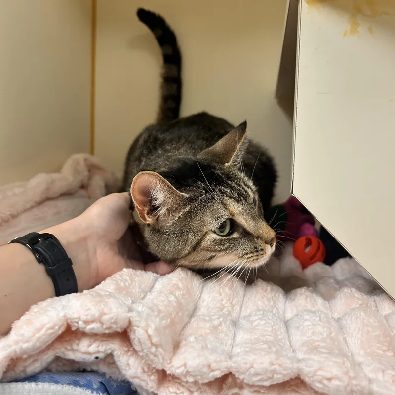 An adult medium-sized female Tabby (Brown / Chocolate) Domestic Short Hair cat named HoneyBee for adoption in Myerstown, PA