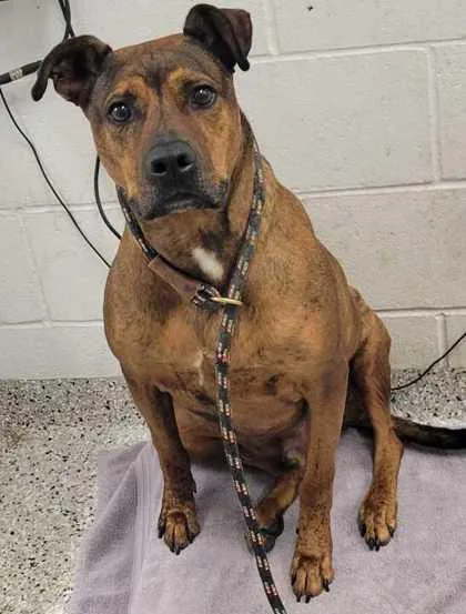An adult large-sized male Brown / Chocolate Mixed Breed dog named Foley for adoption in Kansas City, MO