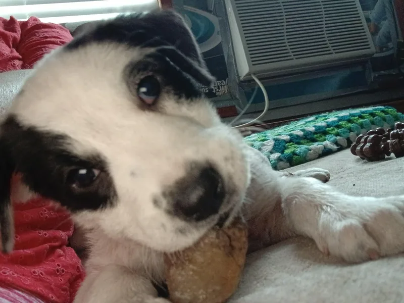 A baby medium-sized female Black Collie dog named Panda for adoption in Grand Rapids, MI