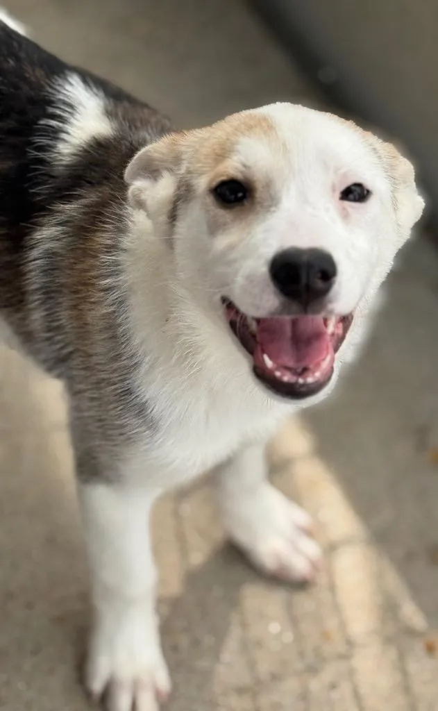 A baby medium-sized female Australian Cattle Dog / Blue Heeler dog named Viennetta for adoption in Fort Lupton, CO