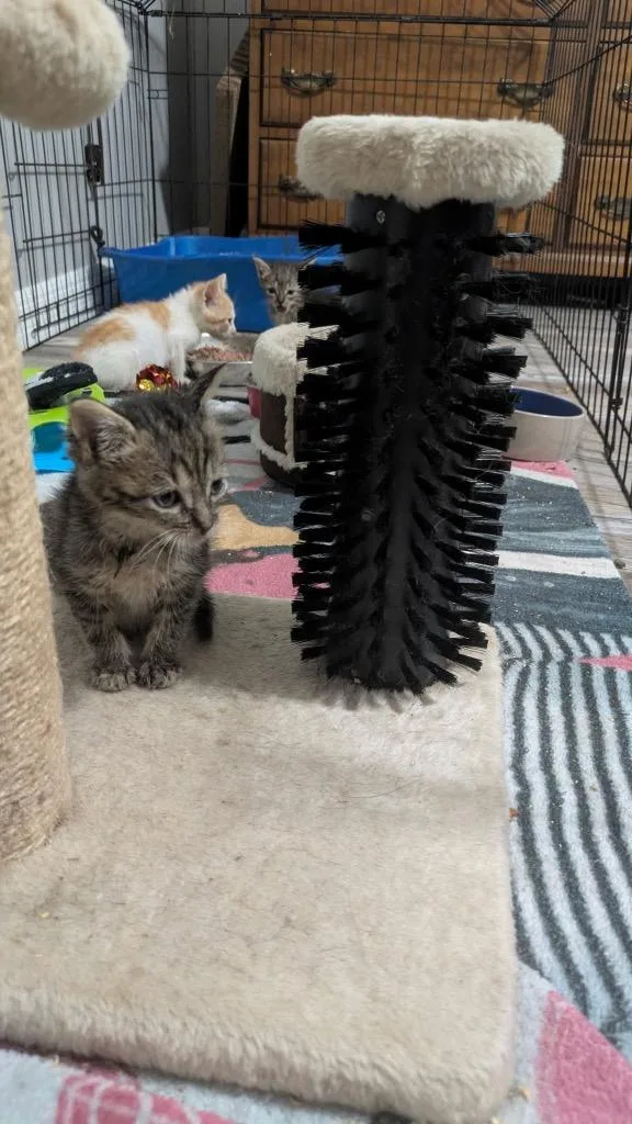 A baby medium-sized female Domestic Short Hair cat named Sophia for adoption in Tampa, FL
