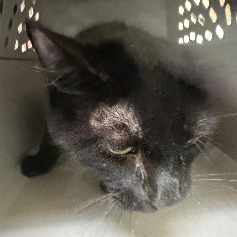 An adult medium-sized male Black Domestic Short Hair cat named Jimmy for adoption in Galveston, TX