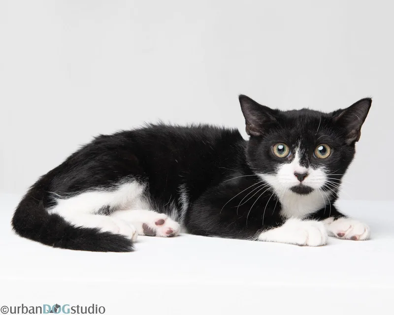 A young small-sized male Domestic Short Hair cat named Ernest M for adoption in Tampa, FL